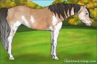 Horse Color:Bay Splash 