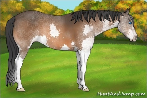 Horse Color:Bay Splash 
