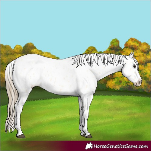 Horse Color:Buckskin Roan Appaloosa 