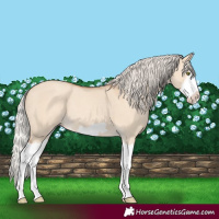 Horse Color:Silver Classic Champagne Dun Splash Frame 