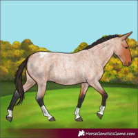 Horse Color:Bay Roan Tobiano