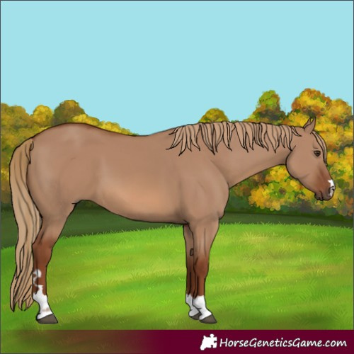 Horse Color:Red Dun 