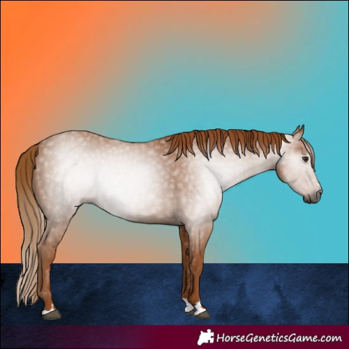 Horse Color:Gray Chestnut 