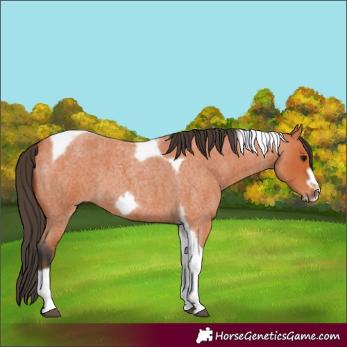 Horse Color:Bay Roan Tobiano Frame 