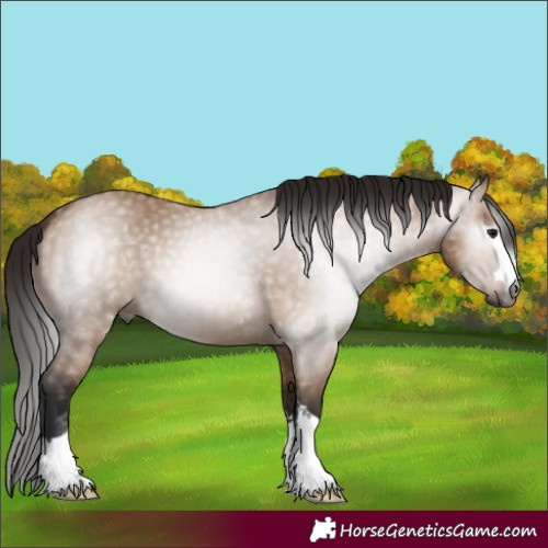 Horse Color:Gray Bay Dun 