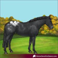 Horse Color:Black Appaloosa 