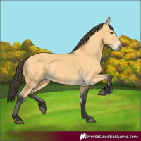 Horse Color:Buckskin 