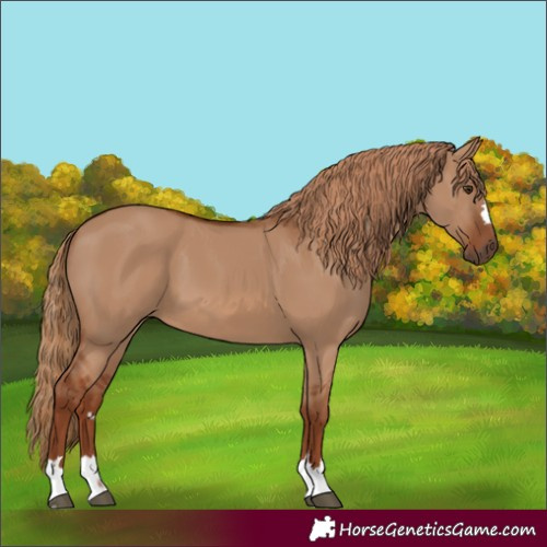 Horse Color:Red Dun 