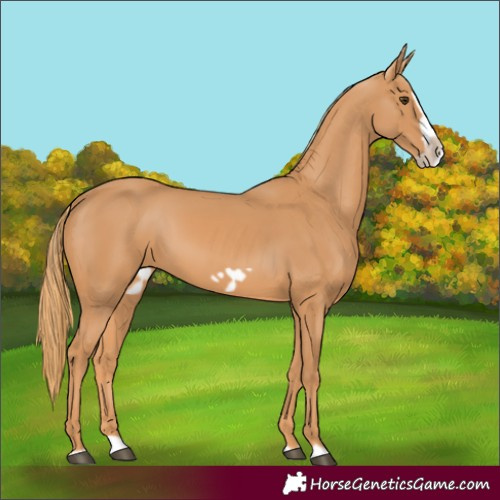 Horse Color:Chestnut Splash Frame 