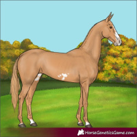 Horse Color:Chestnut Splash Frame