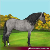 Horse Color:Grullo Roan 