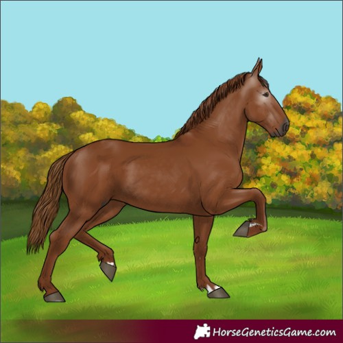 Horse Color:Gray Chestnut