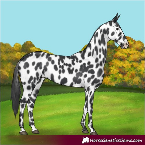 Horse Color:Black Appaloosa