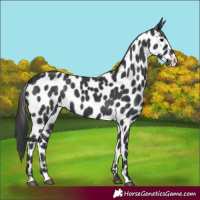 Horse Color:Black Appaloosa 