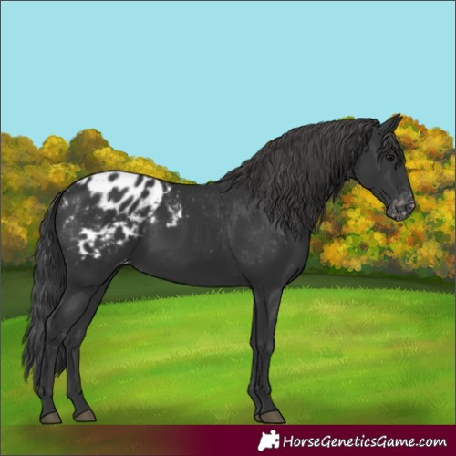 Horse Color:Black Blanket 