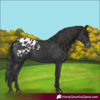 Horse Color:Black Appaloosa