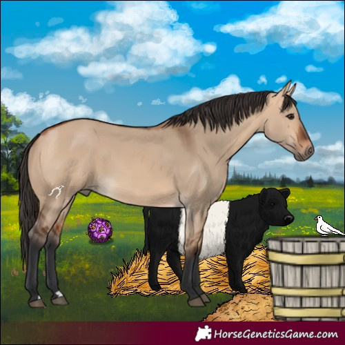 Horse Color:Bay Dun 