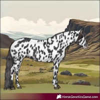 Horse Color:Black Appaloosa 