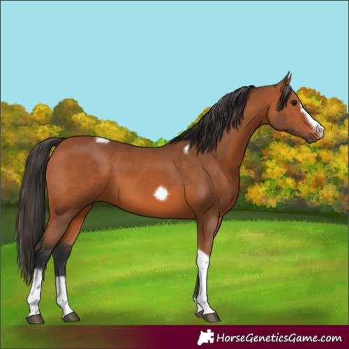 Horse Color:Unknown 