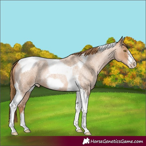 Horse Color:Red Roan Pearl Tobiano Frame