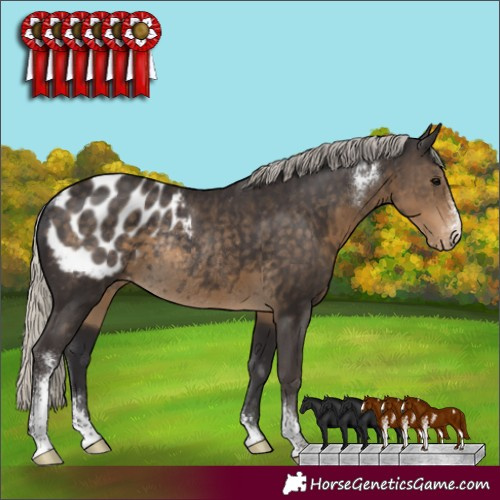Horse Color:Silver Smoky Black Sabino Appaloosa Rabicano 