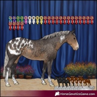 Horse Color:Silver Smoky Black Sabino Appaloosa Rabicano 