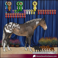 Horse Color:Silver Smoky Black Sabino Blanket Rabicano 