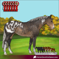 Horse Color:Silver Smoky Black Sabino Appaloosa Rabicano