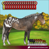 Horse Color:Silver Smoky Black Sabino Appaloosa Rabicano 