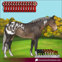 Horse Color:Silver Smoky Black Sabino Appaloosa Rabicano