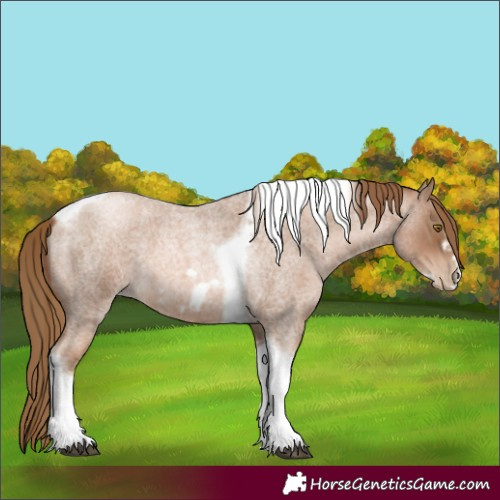 Horse Color:Liver Red Roan Pearl Tobiano Frame 