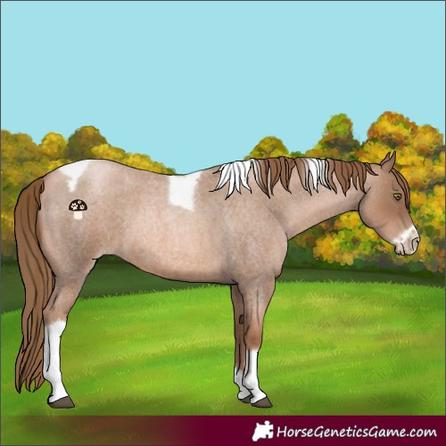 Horse Color:Liver Red Roan Pearl Tobiano Frame 