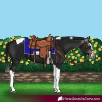 Horse Color:Gray Black Splash Tobiano 