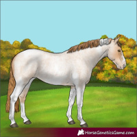 Horse Color:Red Roan Pearl Tobiano Frame