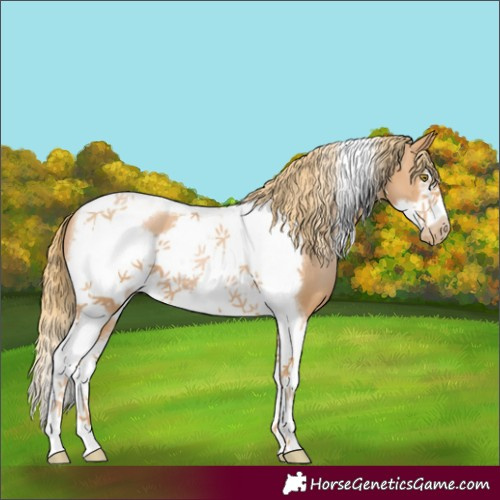 Horse Color:Chestnut Pearl Tobiano Frame 