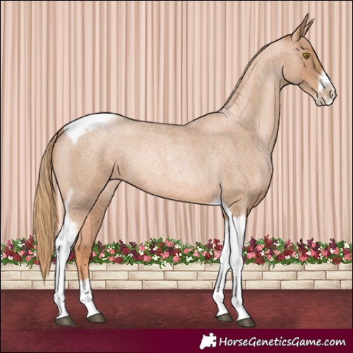 Horse Color:Red Roan Pearl Tobiano Frame 