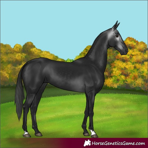 Horse Color:Gray Black 