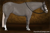 Horse Color:Silver Black Sabino 