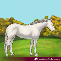 Horse Color:Perlino Dun Tobiano 