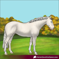 Horse Color:Cremello Dun Tobiano