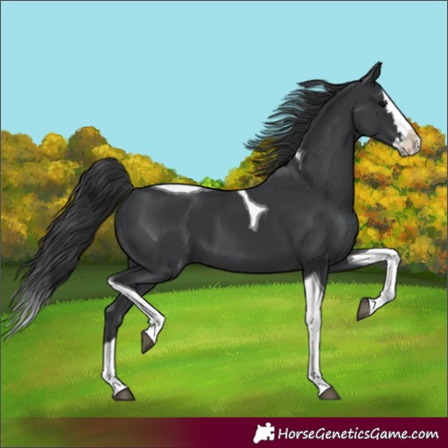 Horse Color:Black Splash Tobiano
