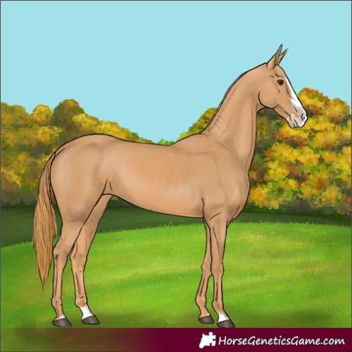 Horse Color:Chestnut Splash 