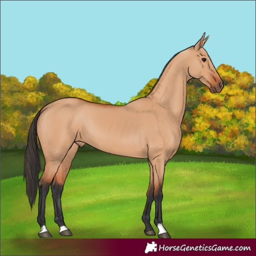 Horse Color:Bay Dun