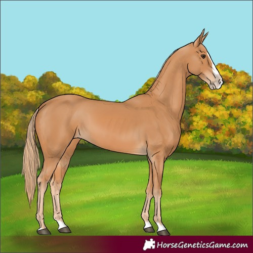 Horse Color:Chestnut Splash 