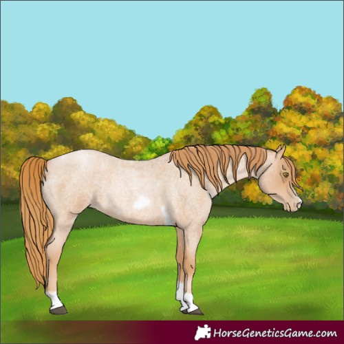 Horse Color:Red Roan Pearl Tobiano Frame 