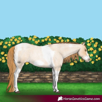 Horse Color:Red Dun Roan Pearl Tobiano Frame