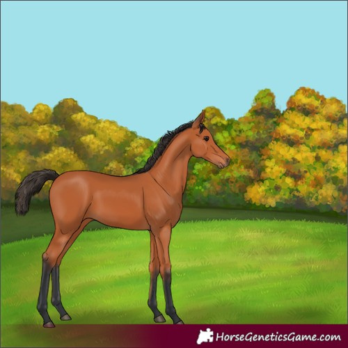 Horse Color:Unknown 