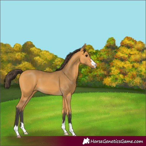Horse Color:Unknown 