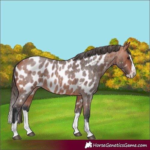 Horse Color:Bay Roan Splash Appaloosa