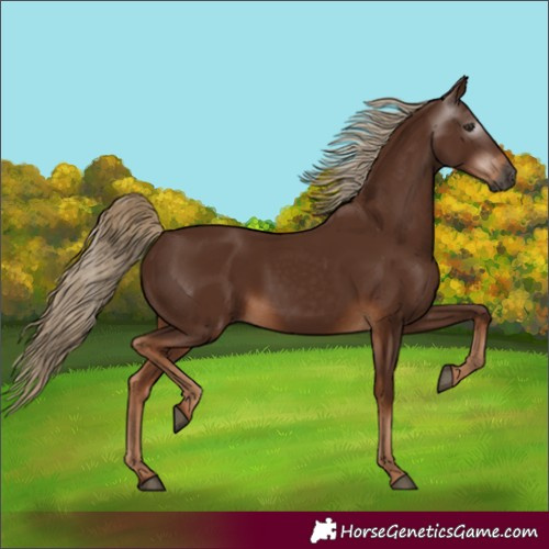 Horse Color:Gray Chestnut 